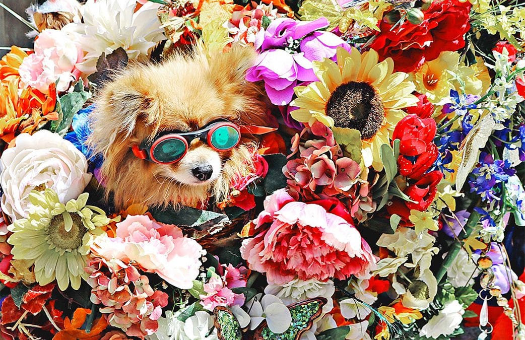 Which Flowers are Poisonous to Dogs?