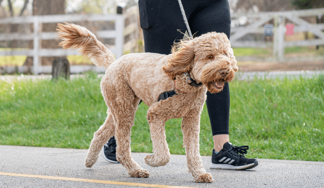 The Best Time To Walk Your Dog