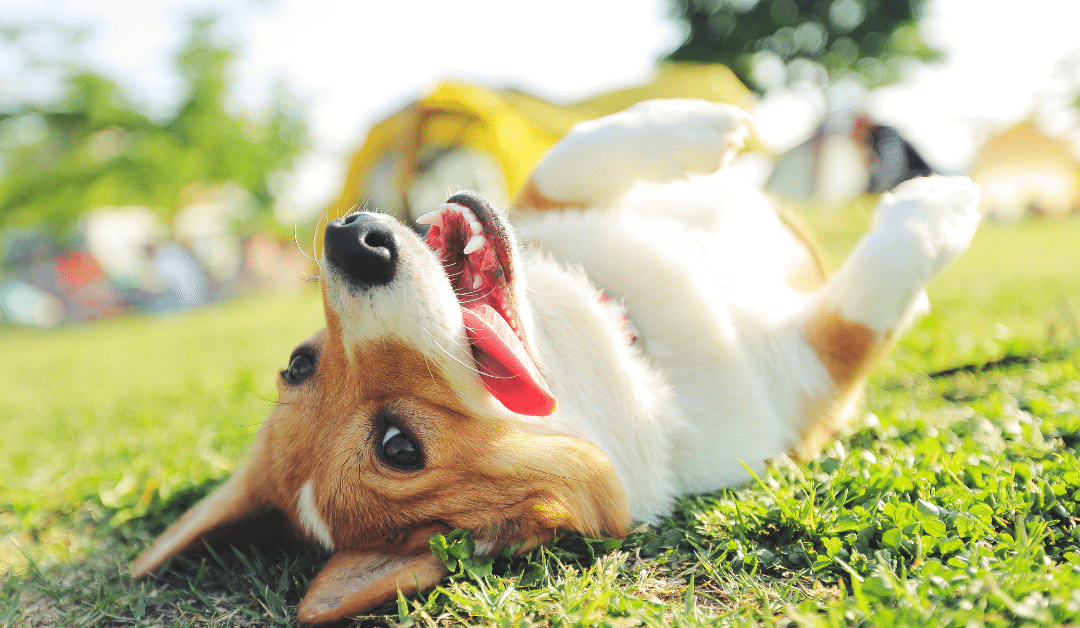 How A Berks County Pet Sitter Can Help You