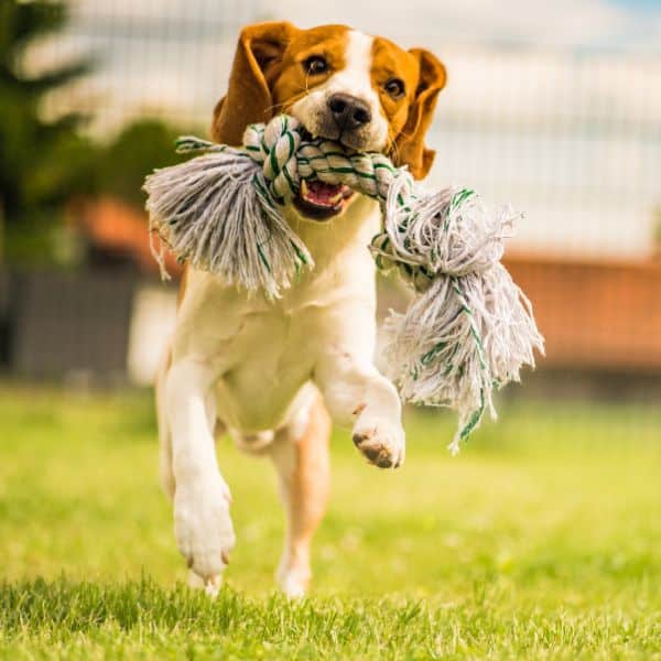 Pet Care Services | Berks Pet Care