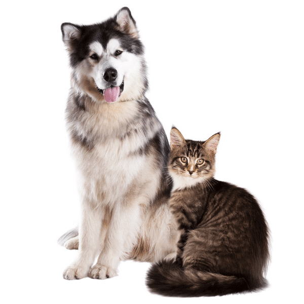 Pet Care Services | Berks Pet Care