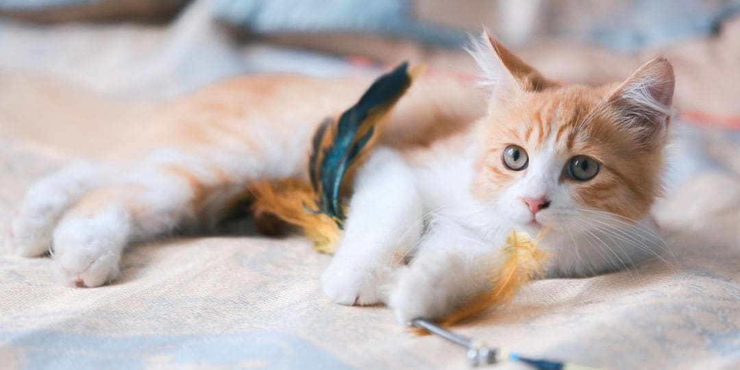 Vacation Pet Sitting