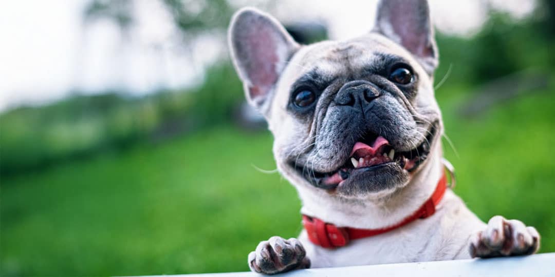 Pet Sitting in Berks County | Berks Pet Care