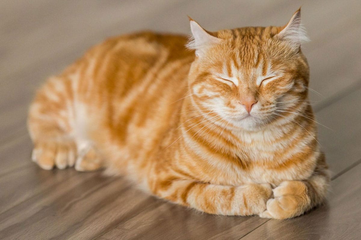 Berks County Pet Sitting Service Area