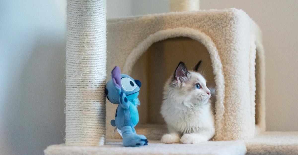 Cat Sitter | Berks Pet Care