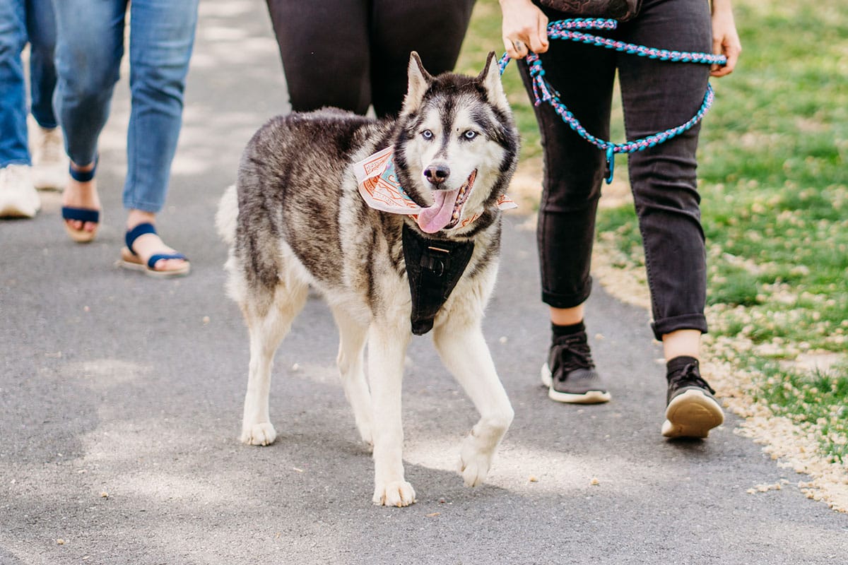 Dog Walking | Berks Pet Care