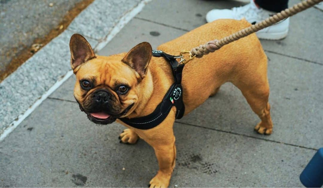 How Midday Dog Walks Improve Your Dog’s Behavior