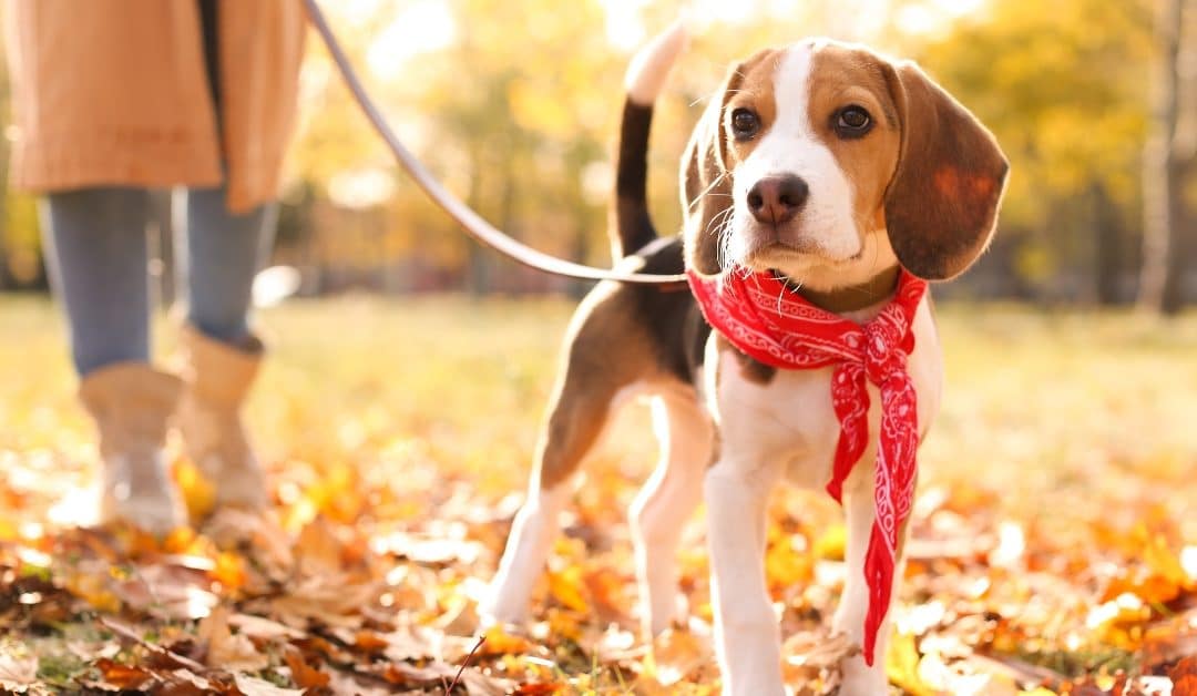 The Best Dog-Friendly Parks in Berks County