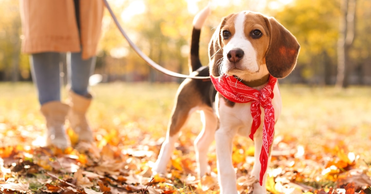 dog friendly parks in berks county