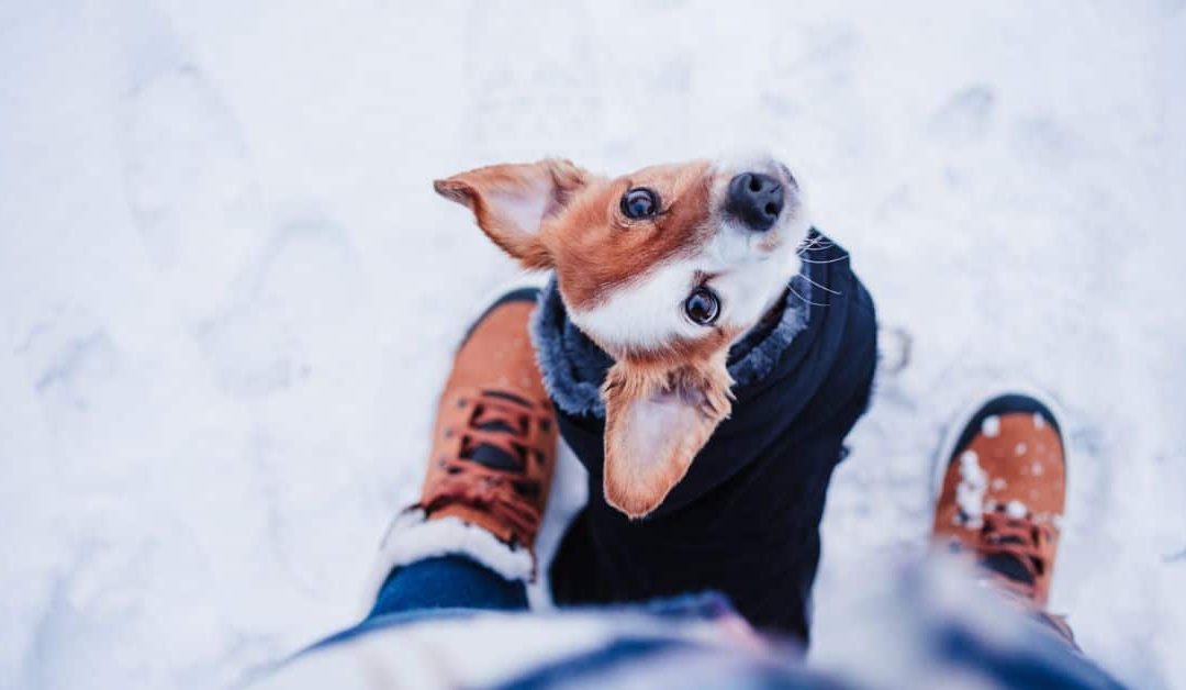 Why Winter Dog Walks Matter