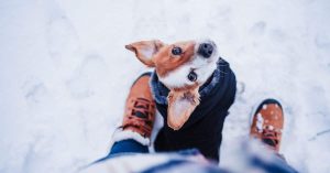 Winter Dog Walks | Berks Pet Care