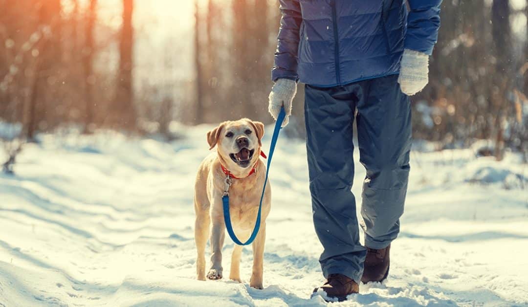 Winter Dog Safety Tips for Berks County Pet Parents