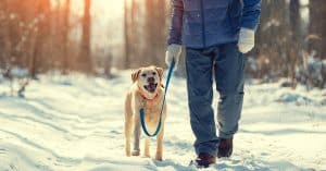 Winter Dog Safety Tips | Berks Pet Care