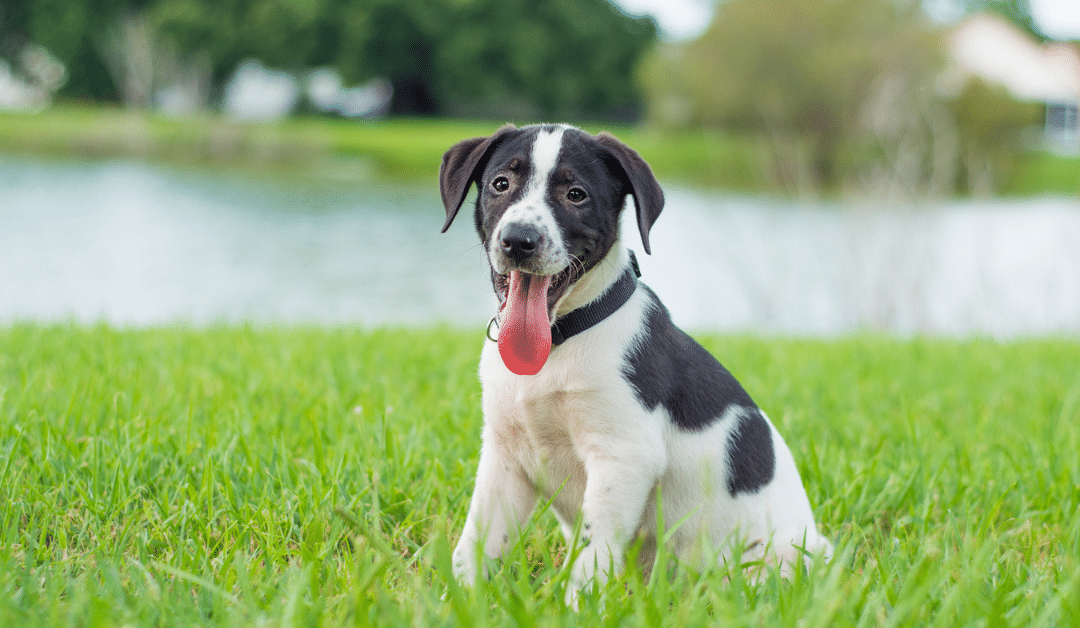 The Ultimate New Puppy Checklist for First-Time Dog Owners