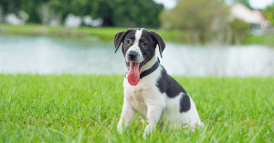 new puppy checklist