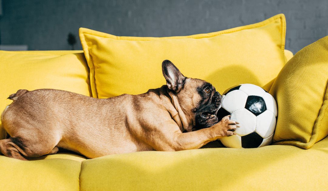Why In Home Pet Sitting Is Less Stressful for Pets Than Boarding
