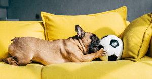 in home pet sitting