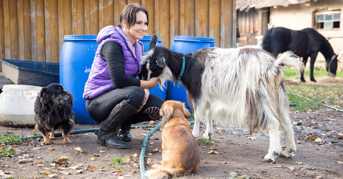 pet sitting farm animals