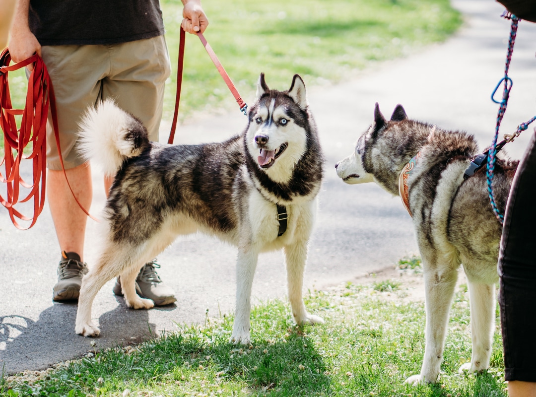 Pet Care Tips | Berks Pet Care