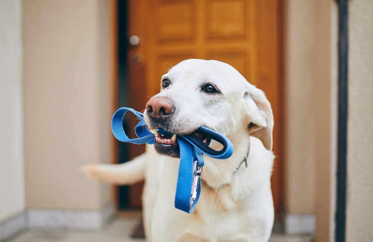 Careers at Berks Pet Care