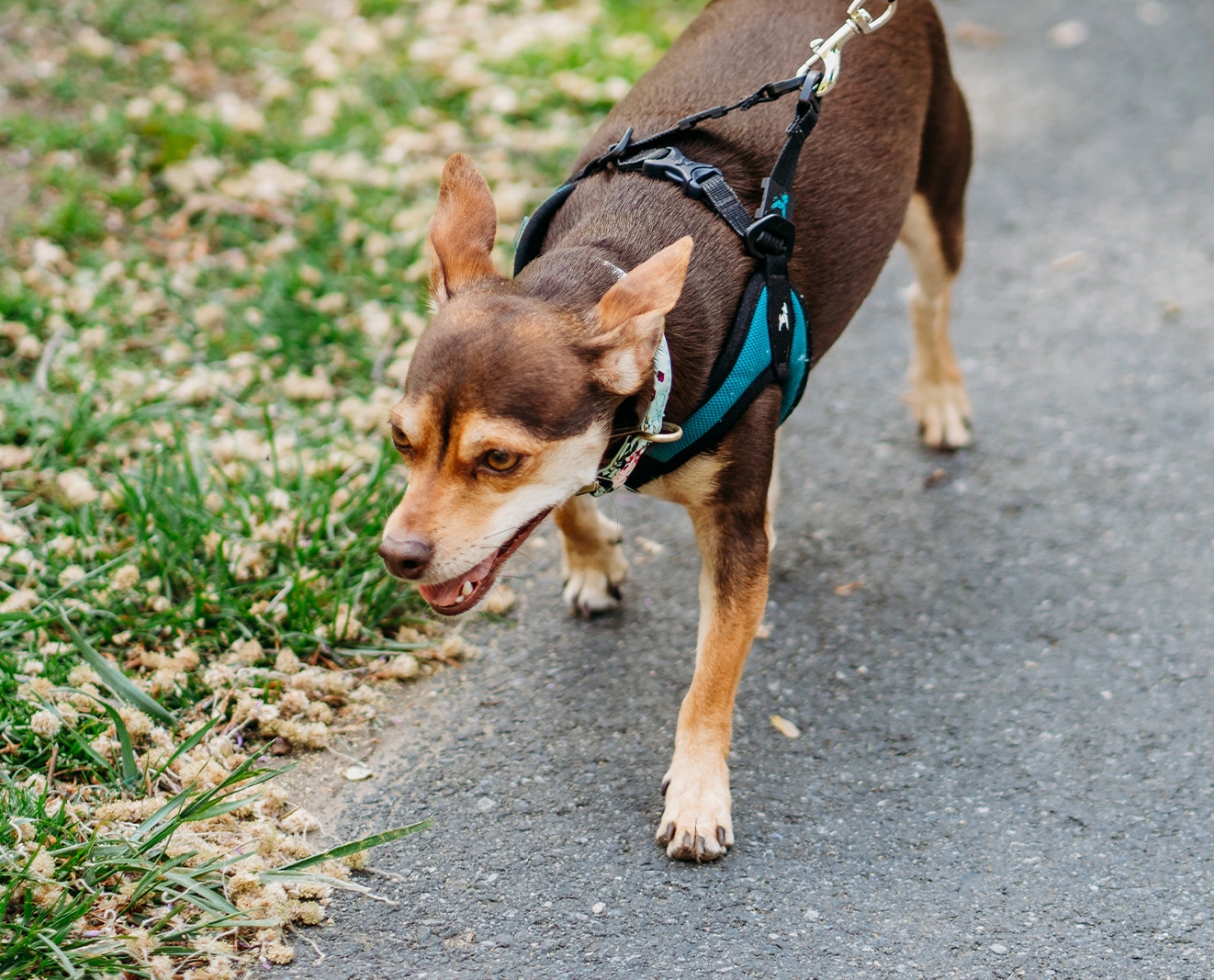 Careers at Berks Pet Care
