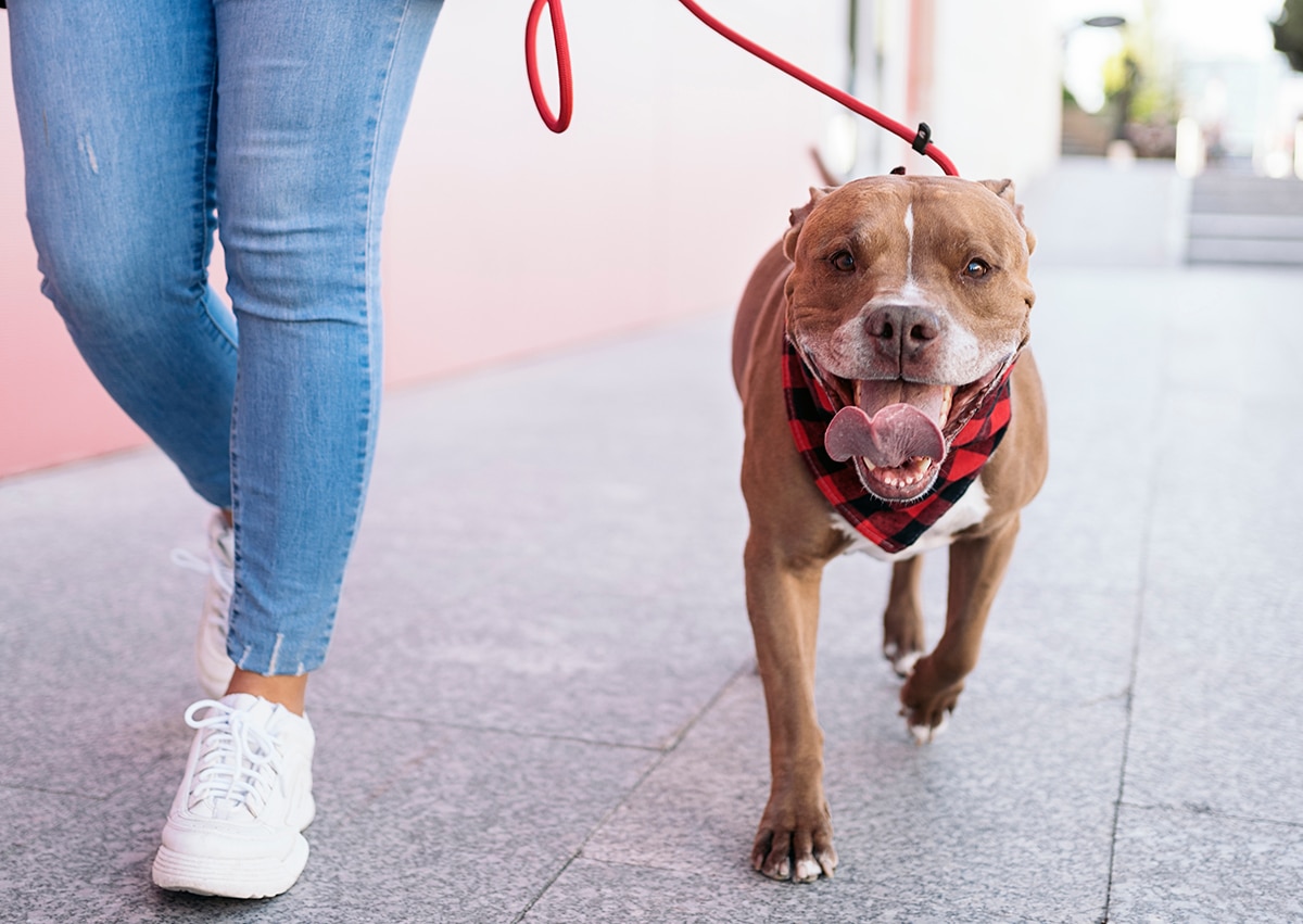Dog Walking | Berks Pet Care