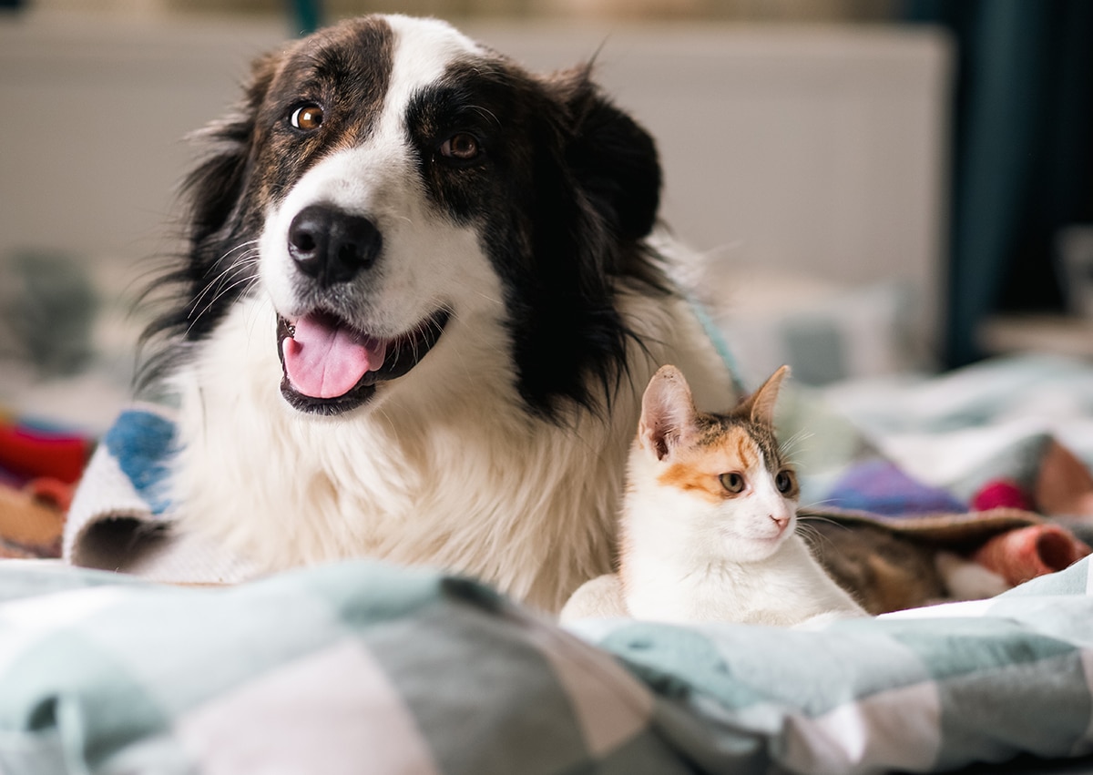 Pet Care Tips | Berks Pet Care