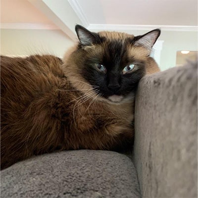 In Home Pet Sitting Services by Berks Pet Care