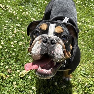Local Dog Walking Services by Berks Pet Care