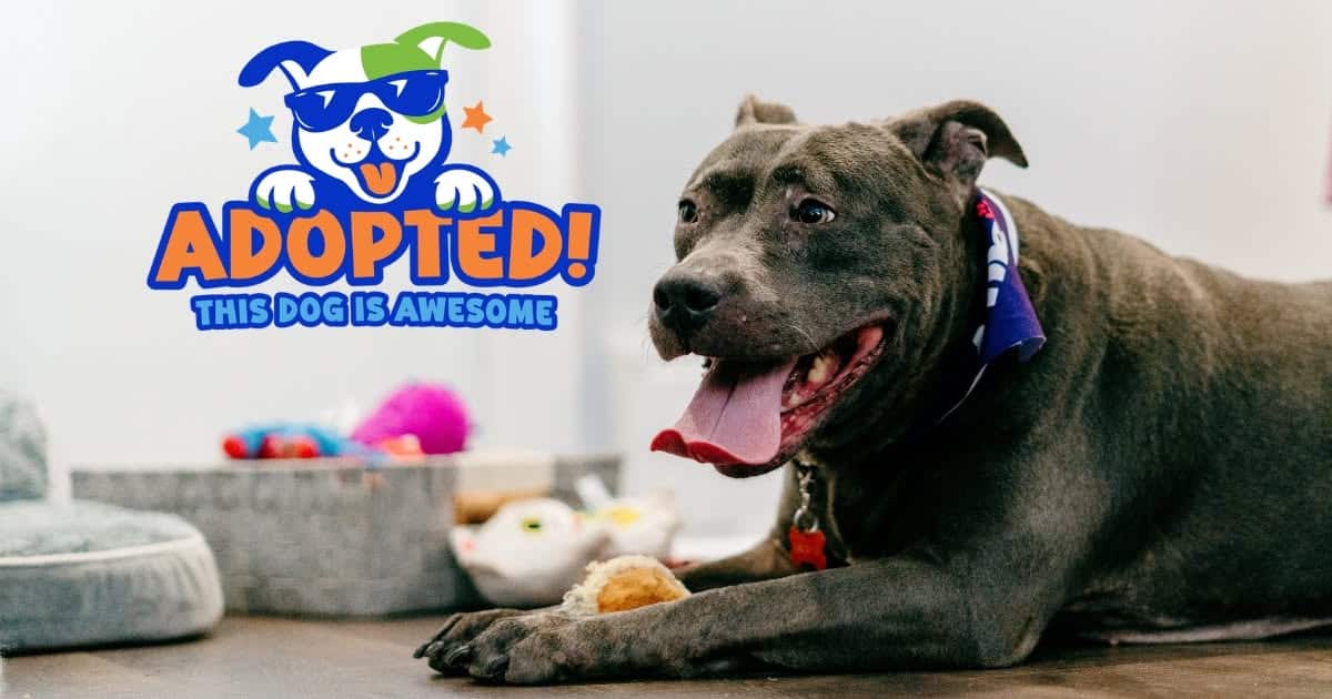 This Dog is Awesome | Agnes