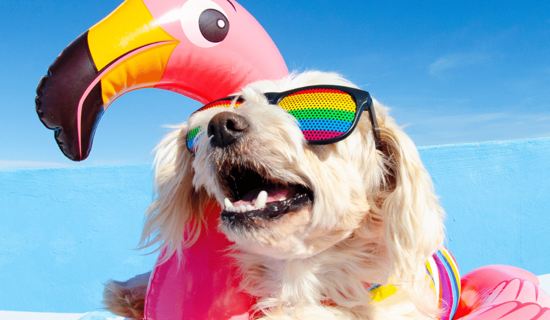 Summer Pet Safety: How to Have Fun In the Sun, Safely!