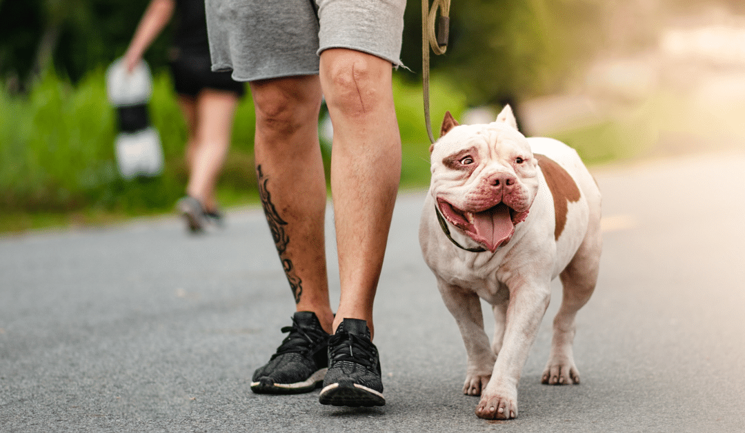 7 Benefits of Professional Dog Walking for Busy Pet Owners