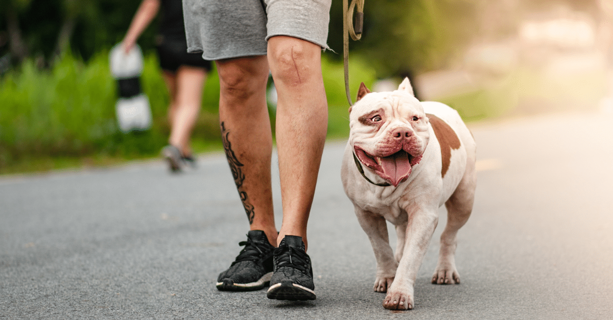 dog walking