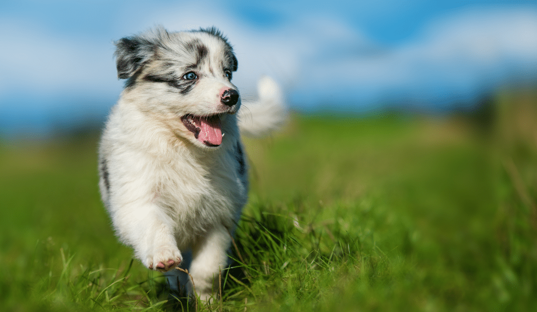 7 New Puppy Tips Every First-Time Dog Owner Should Know