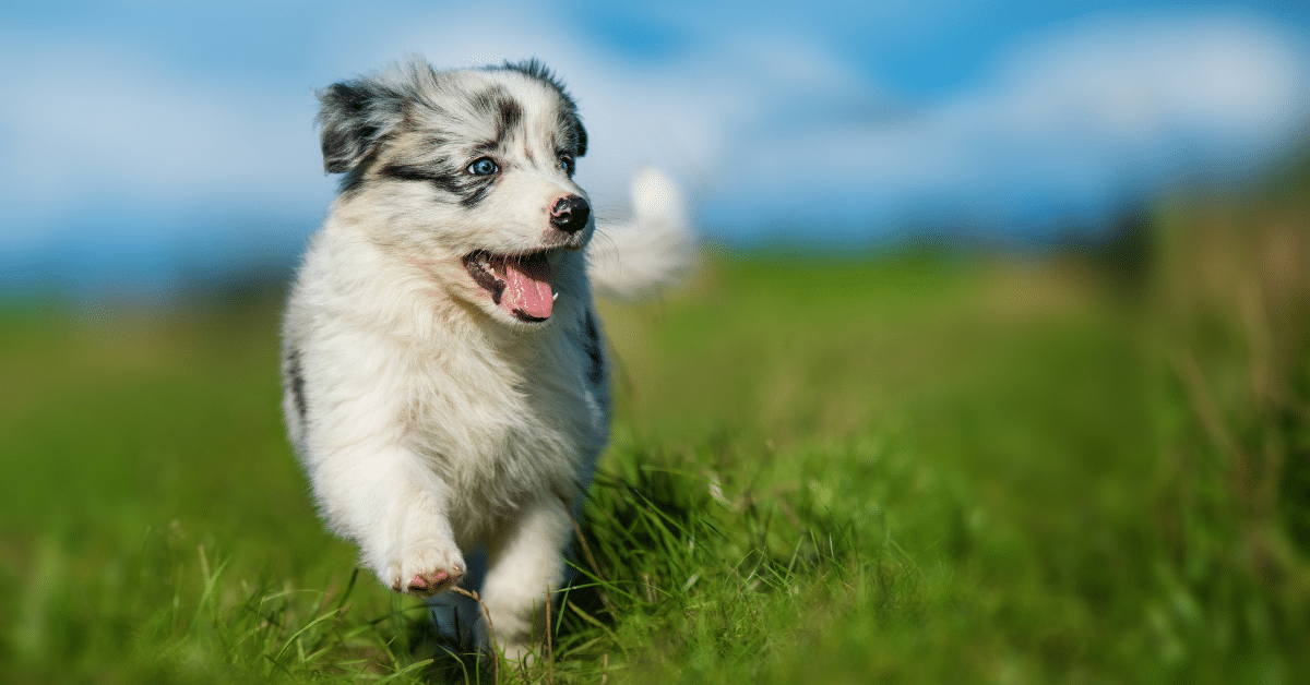 new puppy tips