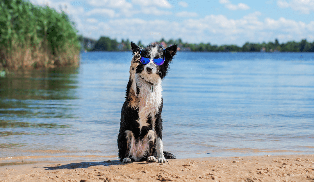 10 Summer Safety Tips for Pets to Keep Them Happy & Healthy
