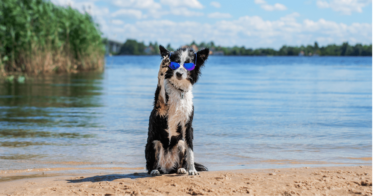 Summer safety tips for pets