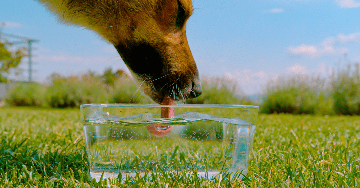 Summer safety tips for pets